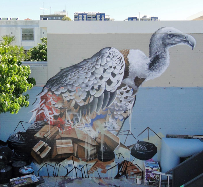 fintan-magee | bird | australia