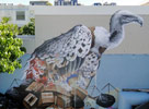 fintan-magee | bird | australia (18 votes)