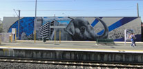 fintan-magee | elephant | australia (18 votes)