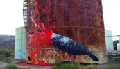 roa | pigeon | california (39 votes)