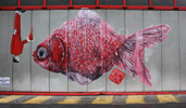 ella | pitr | red | fish | france (9 votes)