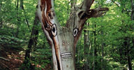 dav | contextual-face | tree | france (18 votes)