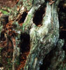 dav | contextual-face | tree | skull | france (18 votes)