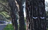 zorb | tree | contextual-face | marseille | france (23 votes)
