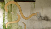 tsu | perugia | snake | italy (18 votes)