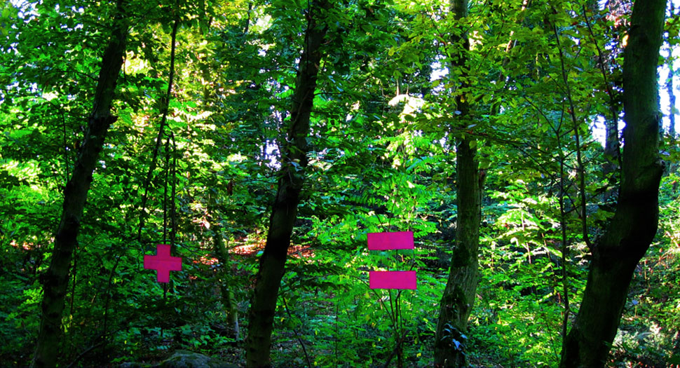 elfo | tree | italy | fall10