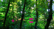 elfo | tree | italy | fall10 (110 votes)