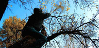 elfo | tree | italy (21 votes)