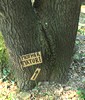 elfo | tree | text-message | italy (26 votes)