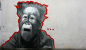 gnob | monkey | italy (72 votes)