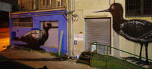 roa | bird | night | ancona | italy (17 votes)