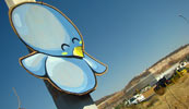 sencer | blue | bird | mexico (22 votes)