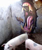 sufre | pig | mexico (29 votes)