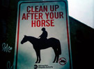 jason-shelowitz | horse | police | nyc (16 votes)