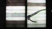 ludo | paris (11 votes)