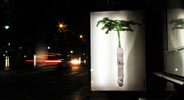 ludo | night | paris (15 votes)