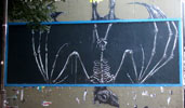 roa | lemur | paris (28 votes)