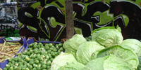 scred | green | truck | paris (8 votes)