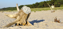 nespoon | beach | tree | poland (41 votes)