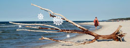nespoon | beach | tree | poland (33 votes)