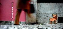mouse | pig | lisboa | portugal (16 votes)