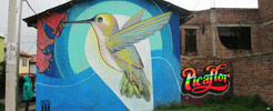 decertor | elliot-tupac | bird | peru | south-america (14 votes)
