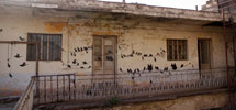 pastel | cordoba | bird | argentina | south-america (25 votes)