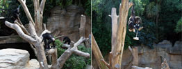 dotdotdot | monkey | malaga | spain (21 votes)