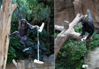 dotdotdot | monkey | malaga | spain (25 votes)