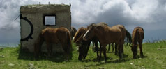 black-circle-festival-2 | horse | ukraine (28 votes)