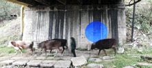 york | blue | ukraine (20 votes)
