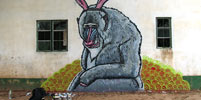 broken-crow | monkey | the-gambia | africa | various (15 votes)