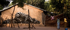 roa | gambia | africa (26 votes)