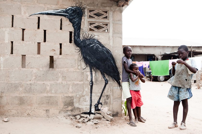 roa | bird | gambia | africa