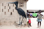 roa | bird | gambia | africa (19 votes)
