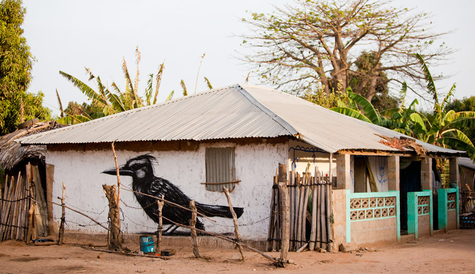 roa | gambia | bird | africa | various