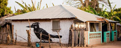 roa | gambia | bird | africa | various (21 votes)