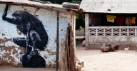 roa | gambia | monkey | africa | various (19 votes)