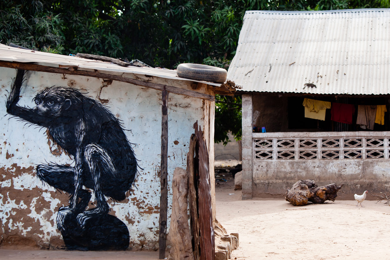 roa | gambia | monkey | africa | various
