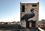 roa | bird | johannesburg | south-africa | africa (11 votes)