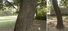 toni-spyra | tree | wien | austria | europe (8 votes)