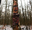 zonenkinder | tree | snow | germany (12 votes)