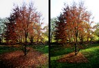 elfo | tree | geometry | italy (10 votes)