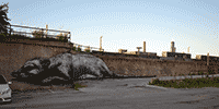 roa | rat | chicago | usa | north-america (8 votes)