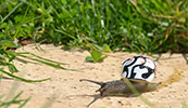 cre | snail | france (7 votes)