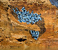 seikon | blue | poland (10 votes)
