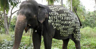 filippo-minelli | elephant | srilanka | asia (10 votes)