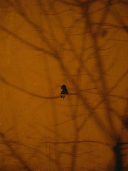 lolo | shadow | tree | barcelona