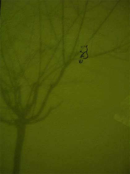 lolo | shadow | tree | barcelona