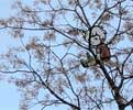 lolo | tree | barcelona (9 votes)